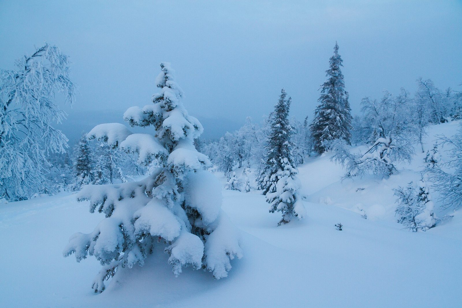 Finnish Lapland: glass igloos & reindeer